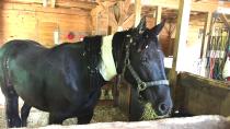 2 horses die of botulism at Nova Scotia animal rescue