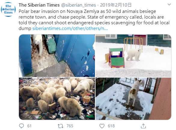 北極熊餓到爭塑膠垃圾。（圖／The Siberian Times Twitter）