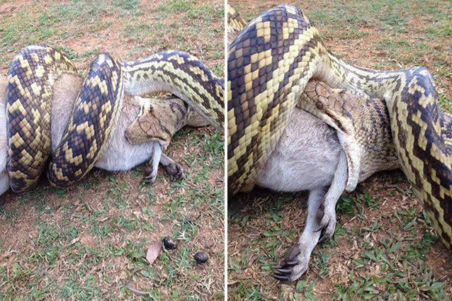 Snakes quite often make mad meals in Australia. Source: Bernie Worsfold