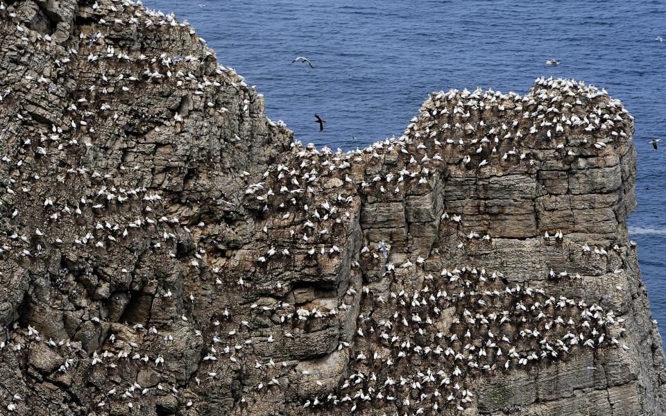 Birds nest on Bempton Cliffs - Credit: PA Wire/John Giles