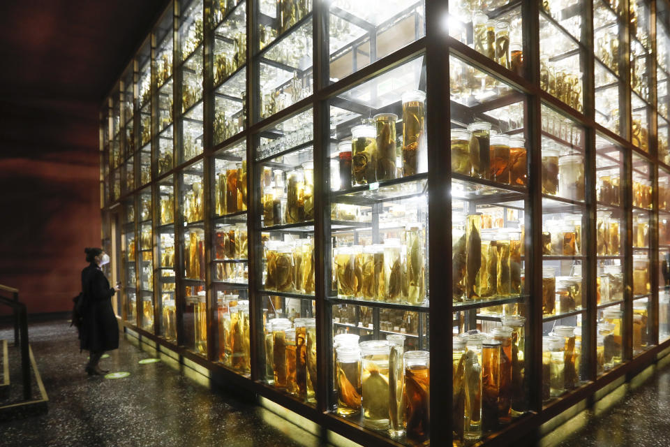 A visitor with face mask looks to the wet collection of the Natural History Museum in Berlin, Germany, Friday, March 12, 2021. The museum reopens its exhibition after more than two month of closure because of the coronavirus pandemic. (AP Photo/Markus Schreiber)