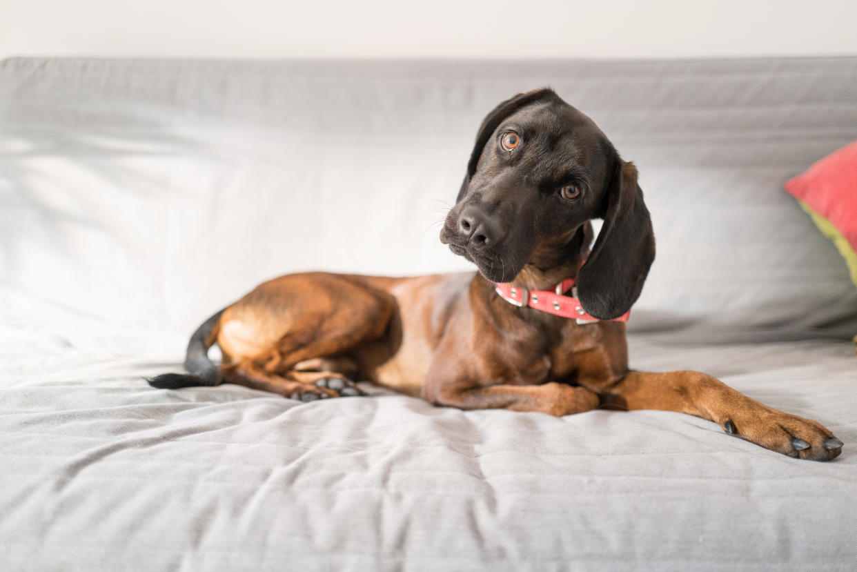 Cute dog laying on couch and looking at its owner