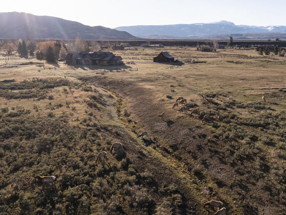 jackson hole elk