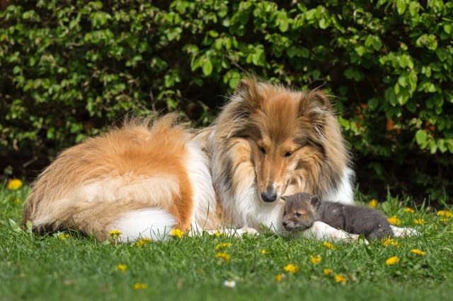 OBERSCHELD, GERMANY - JUNE 2014: Orphaned fox Dinozzo pictured at just a few weeks old with the Collie called Ziva, in June 2014, in Oberscheld, Germany. AN ORPHANED fox rescued from a road-side accident has bounced back to health ï¿½ thanks to a caring collie. The adorable three-week-old fox was found next to its dead mother who had been killed in a road traffic accident. He was inspected by a vet and brought to the home of Werner and Angelika Schmaing, from Oberscheld, Germany, where they care for a dog, a cat and two piglets. It was there the tiny fox named Dinozzo found its new mother ï¿½ a Collie called Ziva. Under its watchful care the fox has gone from strength to strength ï¿½ and has now begun to believe it is one of the dogs.PHOTOGRAPH BY Animal Press / Barcroft MediaUK Office, London.T +44 845 370 2233W www.barcroftmedia.comUSA Office, New York City.T +1 212 796 2458W www.barcroftusa.comIndian Office, Delhi.T +91 11 4053 2429W www.barcroftindia.com