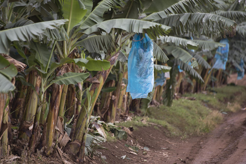 Commercially-grown bananas are wrapped in plastic to protect them from becoming disfigured.&nbsp; (Photo: RODGER BOSCH/AFP via Getty Images)