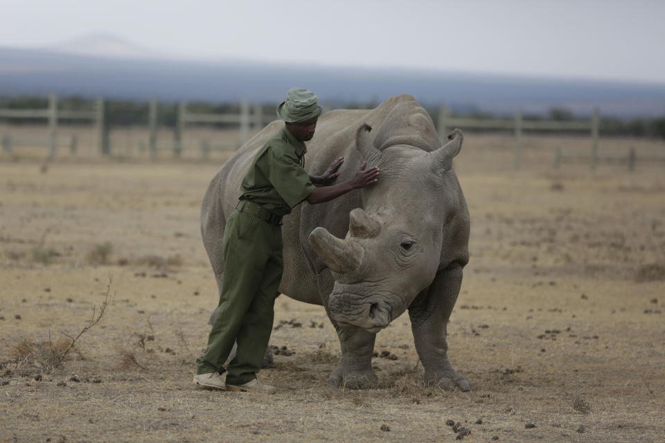 Keeper Zachariah Mutai attends to Fatu, one of only two female northern white rhinos left in the world, at the Ol Pejeta Conservancy in Laikipia county in Kenya on March 2, 2018. (Photo: Sunday Alamba/AP)