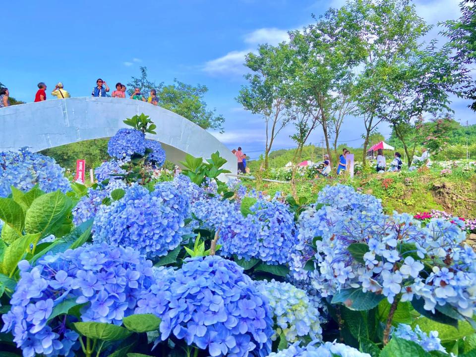 <p>As the hydrangeas season approaches, tens of millions of the beautiful flowers are in full bloom. (Photo courtesy of 高家繡球花田/Facebook)</p>
