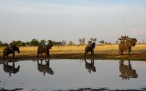 <p>The most incredible aspect of Abu Camp is its habituated herd of elephants, or “ellies” as the <em>mahouts</em> (elephant handlers) affectionately call them, with which you can get <a rel="nofollow noopener" href="http://www.travelandleisure.com/articles/safari-camps-animals" target="_blank" data-ylk="slk:up close and personal;elm:context_link;itc:0;sec:content-canvas" class="link ">up close and personal</a>.</p>