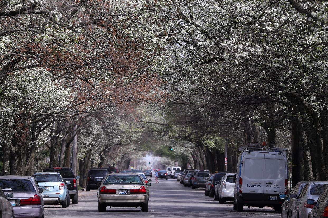 A canopy of trees in bloom in Old Louisville at the start of April in 2019.