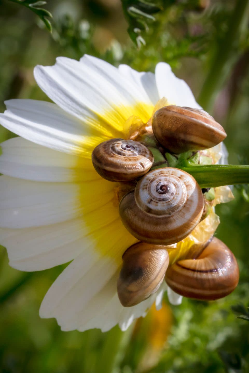 1) Snails have a crazy sleep schedule