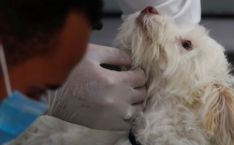 Veterinary clinic encourages people not to abandon their pets, amid concerns about the spread of the coronavirus disease (COVID-19), in Cairo