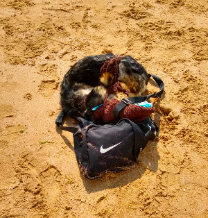 The dog was found attached to a bag full of seaweed on the Kent beach. (SWNS)