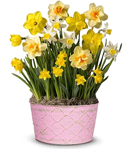 From You Flowers - Spring Daffodils Bulb Garden with Free Pot (Fresh Plant)