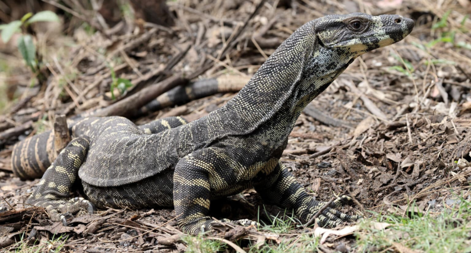 A monitor lizard on the ground.