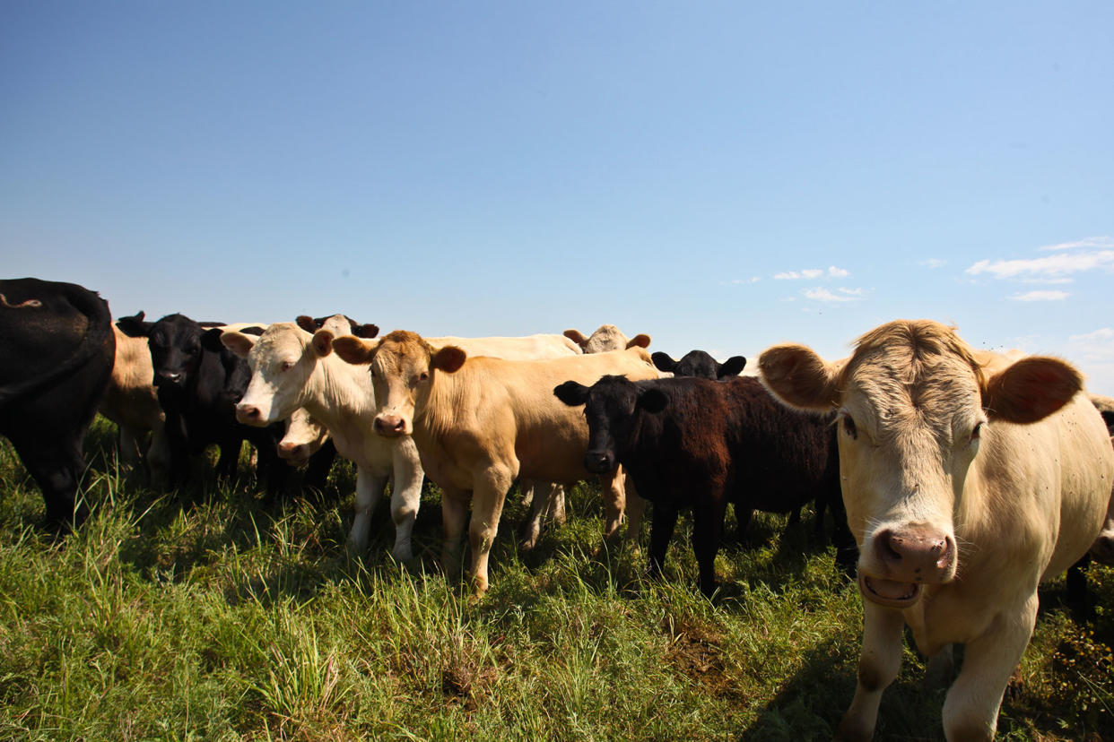 Cows Pose in a Kansas Pasture Getty Images/andykatz