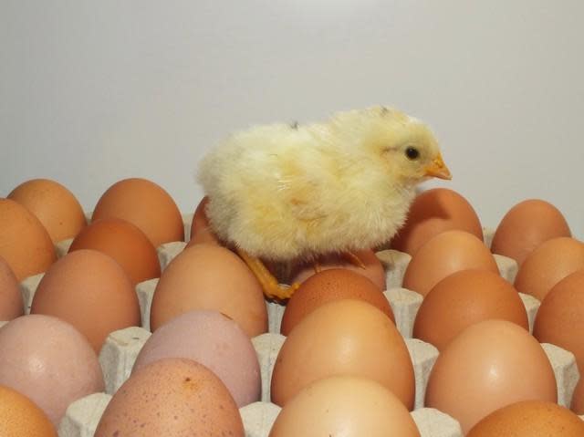 國內雞蛋產量不足，不過營養師就營養學指出，雞蛋的營養素可以靠其他食物取代，不用急著搶蛋。（東方IC）