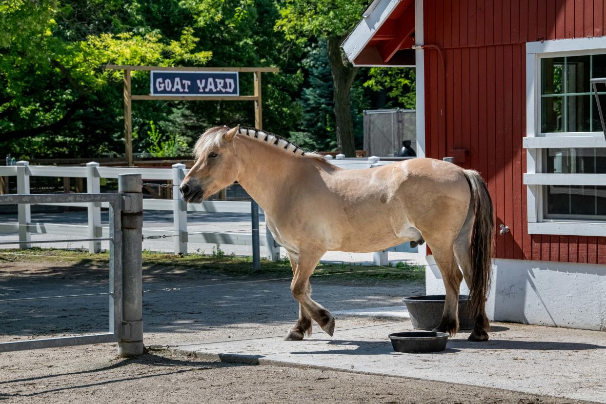 Nelson, a 14-year-old Norwegian Fjord horse, arrived at the Milwaukee County Zoo in July 2023.