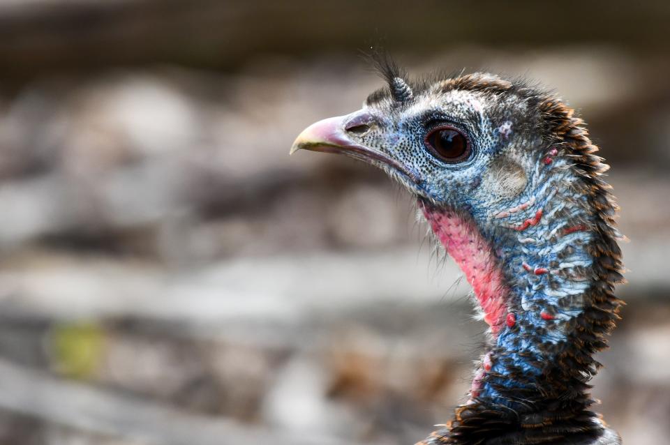 Ohioans can report wild turkey and ruffed grouse sightings in
July and August for the summer brood survey.