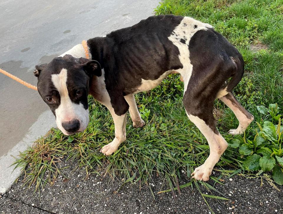 dog found with bullet wound in head