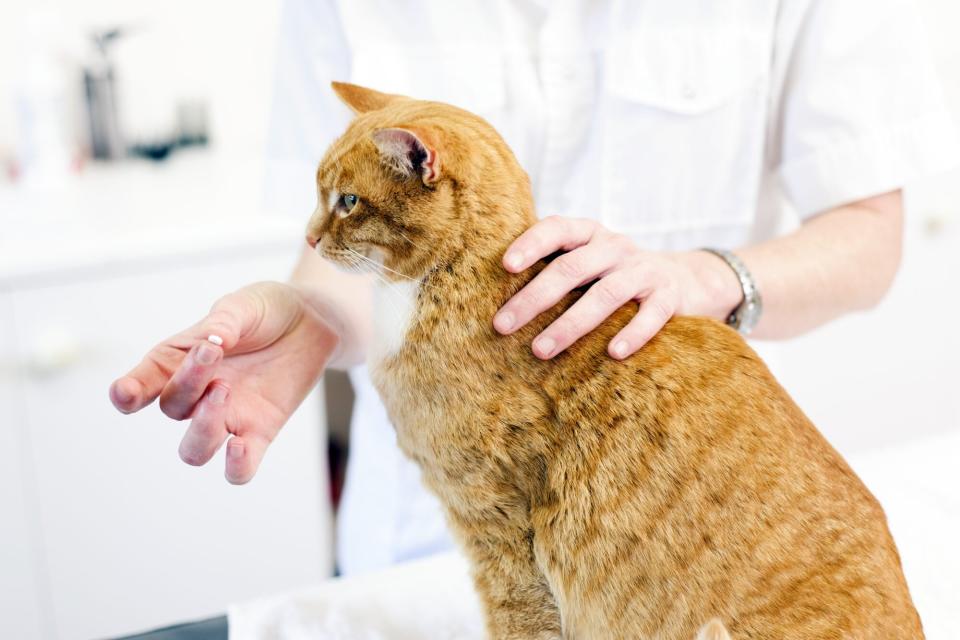 vet giving cat pill