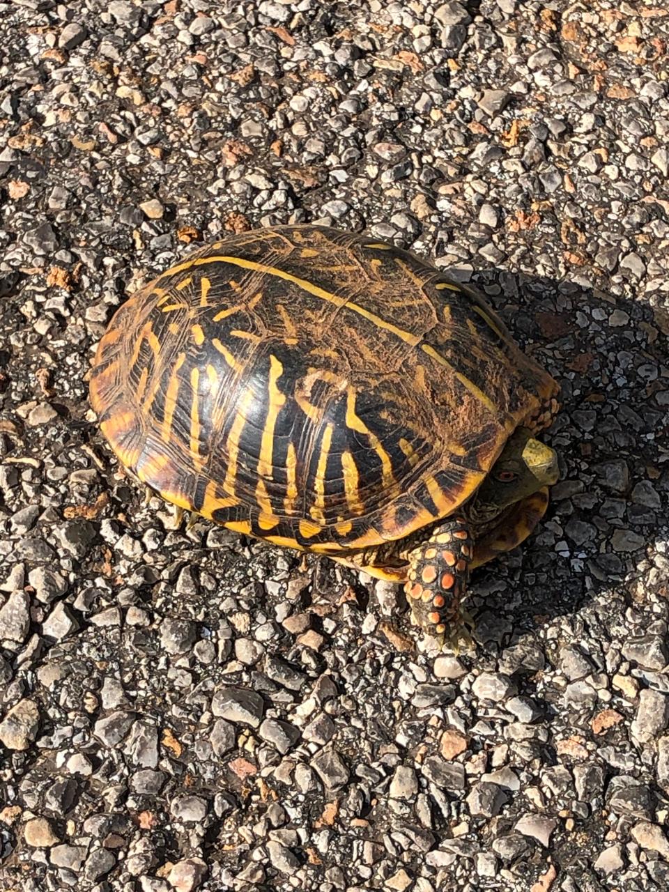 Ornate box turtle, male, seen near Iowa Park off VanLowe Road. Note orange spots on front legs and reddish orange eyes.