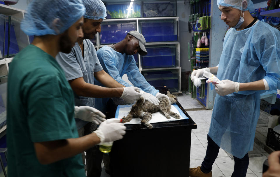 Palestinian veterinarians treat a cat at a clinic in Gaza City, Monday, July 13, 2020. In the impoverished Gaza Strip, where most people struggle to make ends meet amid a crippling blockade, the suffering of stray dogs and cats often goes unnoticed. (AP Photo/Adel Hana)