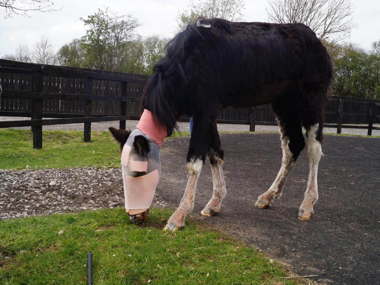 A horse, known affectionately as Cinders, is recovering from severe facial injuries caused by a suspected acid attack after being found abandoned in Derbyshire: Rainbow Equine Hospital