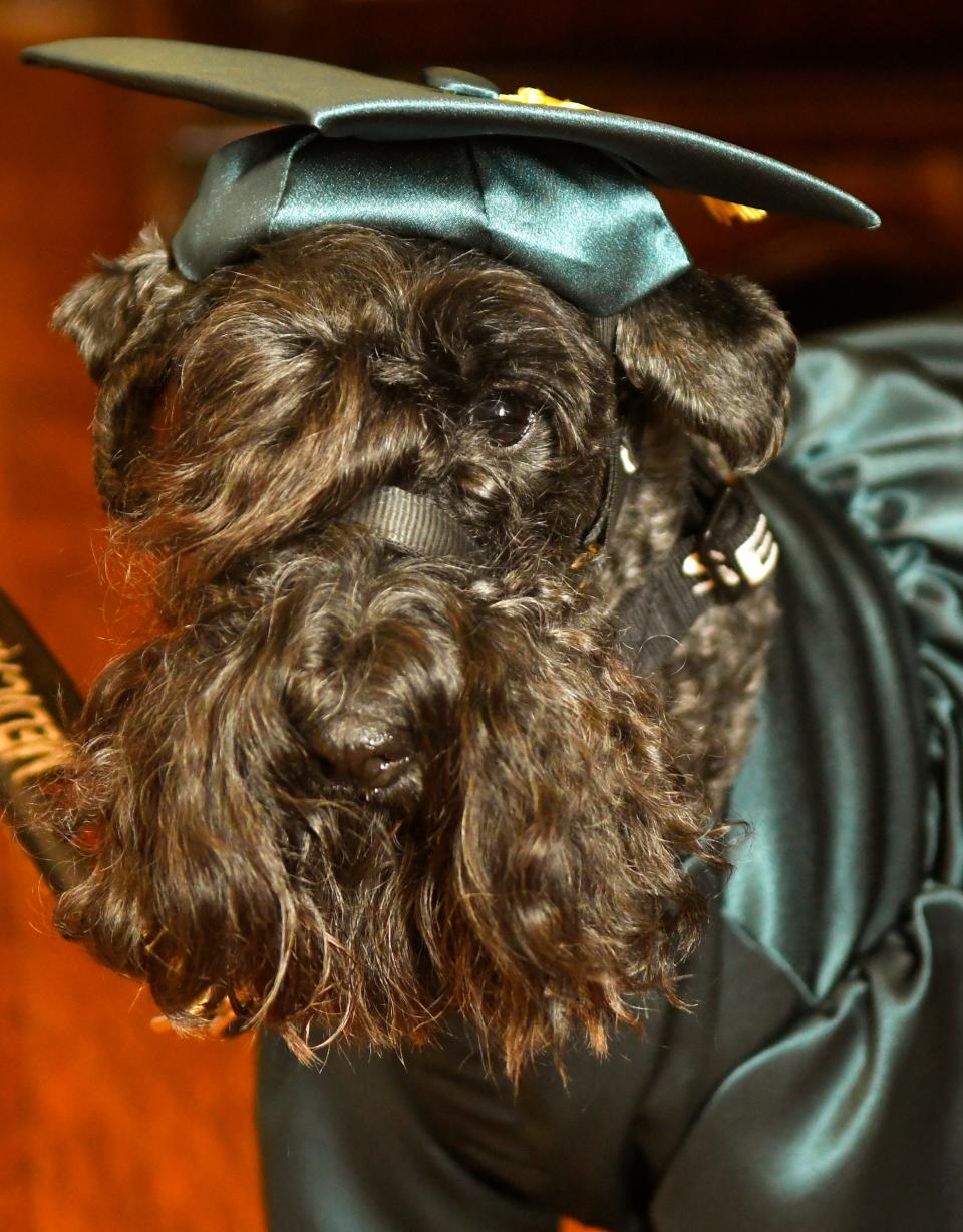 Viera High School senior Jax Russack-Cradeur, 18, graduated with her service dog Pint, a 5-year-old Kerry Blue Terrier. Jax has postural orthostatic tachycardia syndrome, also known as POTS. Pint is the first service dog to graduate from Viera High.