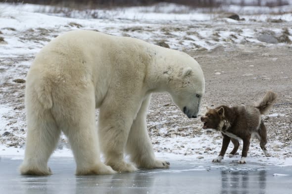 Brave dog scares off huge polar bear