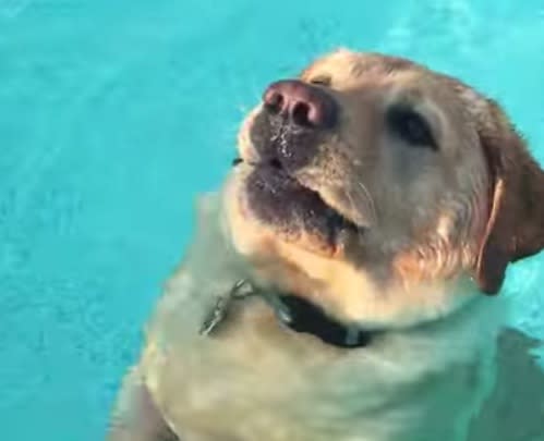 This dog realizing he can stand in the pool is awkwardly precious