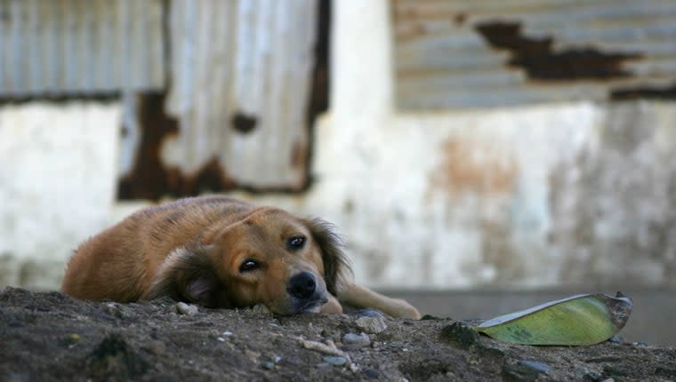 Stray Dogs Are Overwhelming the Islands of Fiji