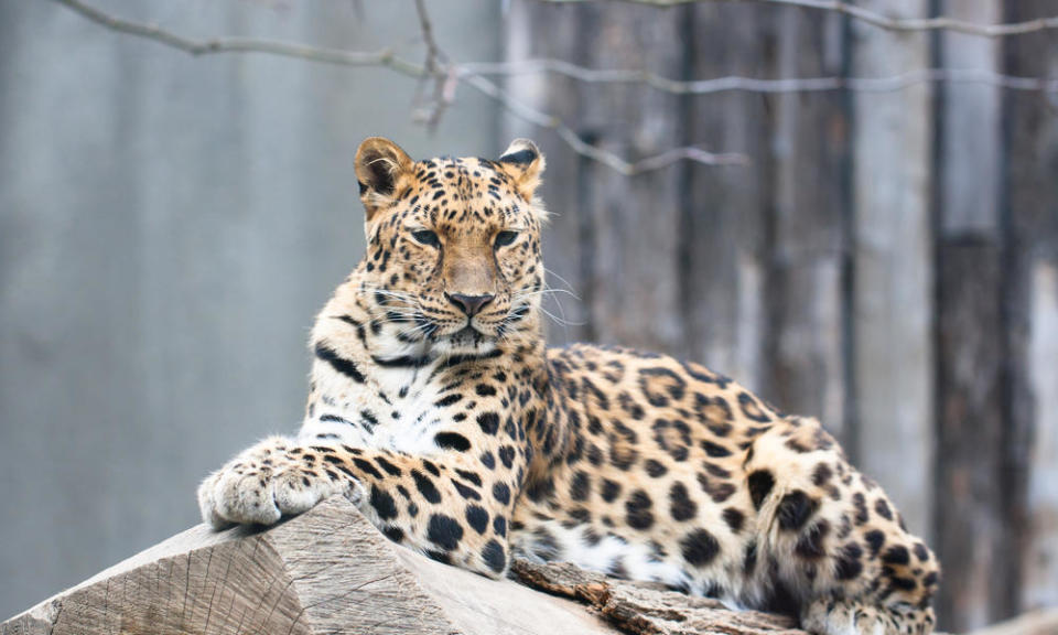 Amur leopard