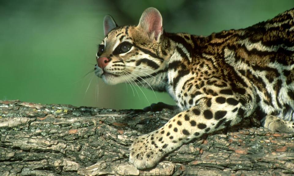 The ocelot: one of the species cut from the river if Trump’s wall is erected.