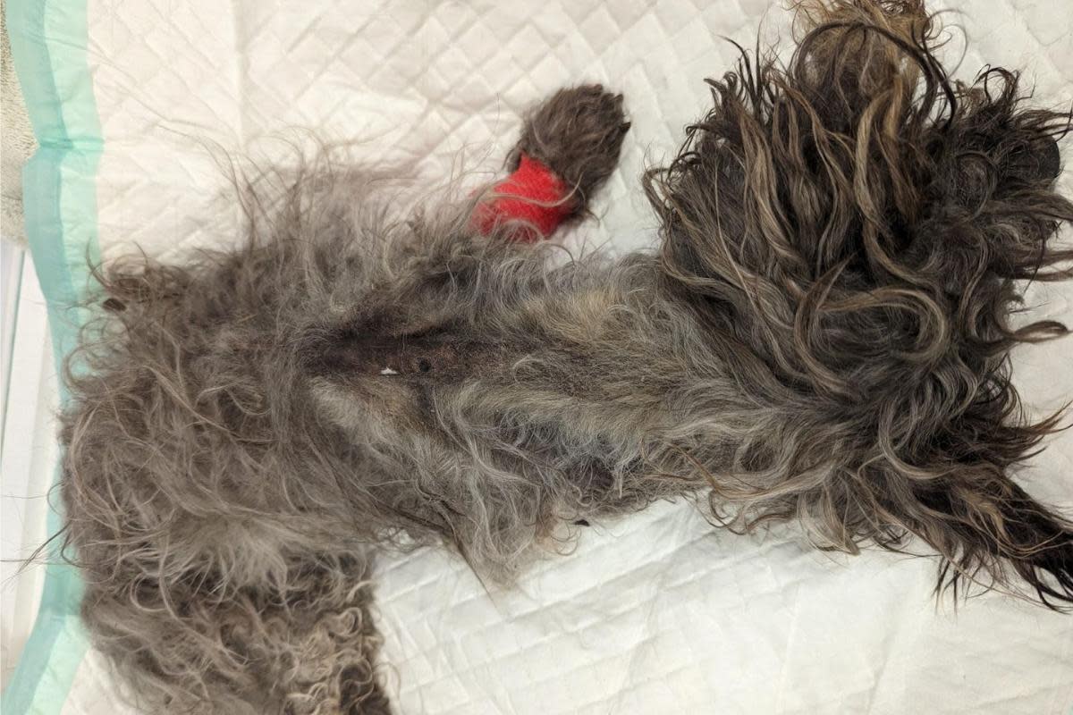 The poor dog had been caused to suffer for an extended period of time <i>(Image: RSPCA)</i>