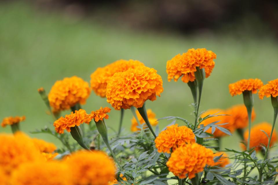 Marigold