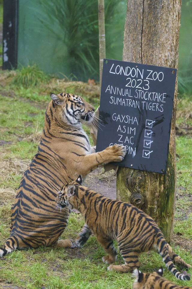 Klar, dass die tierischen Attraktionen des Tierparks genau hinschauen, ob sie auch alle dabei sind - wie hier Sumatra-Tigerweibchen Gaysha und ihr Junges.