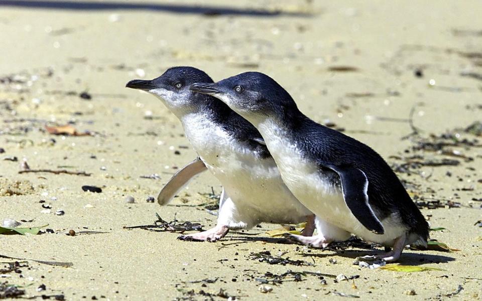 little penguins Tasmania Australia wildlife - Fairfax Media via Getty Images