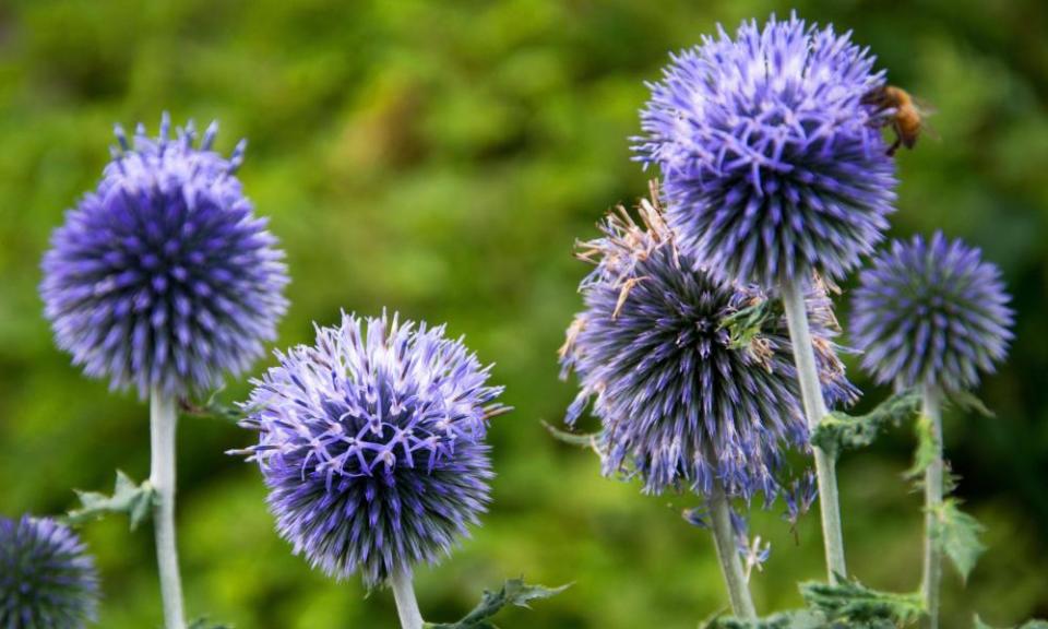 Blue globe thistles.