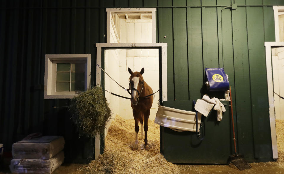 Improbable gets a morning snack as the field prepares for the running of the 144th Preakness horse race at Pimlico race track in Baltimore, Md., Saturday, May 18, 2019. (AP Photo/Steve Helber)