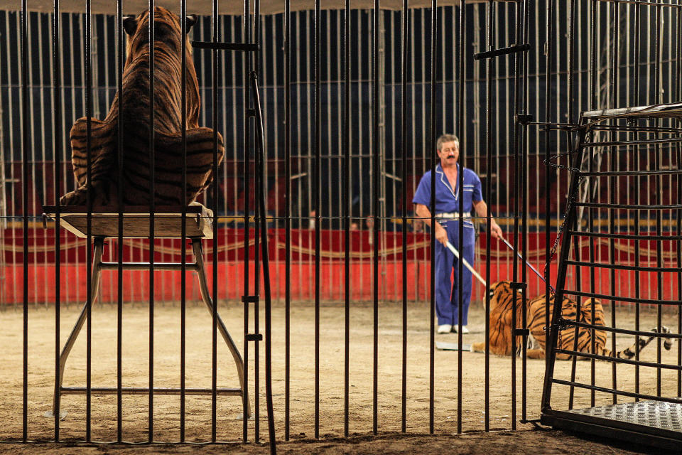 Ettore Weber inside a cage with two tigers in 2010. He was mauled to death by four tigers during a training session in Italy.