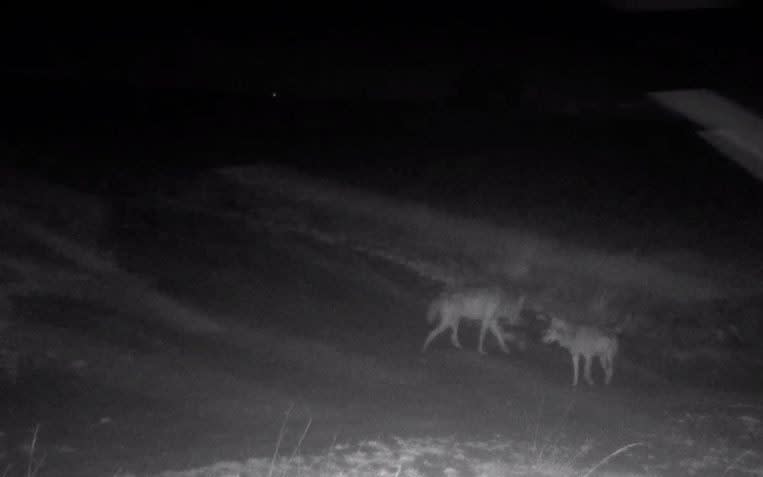 August and Noella, Flanders' two wolves, in nocturnal footage recorded by the Flemish Nature and Woodland Agency. - INBO/ANB