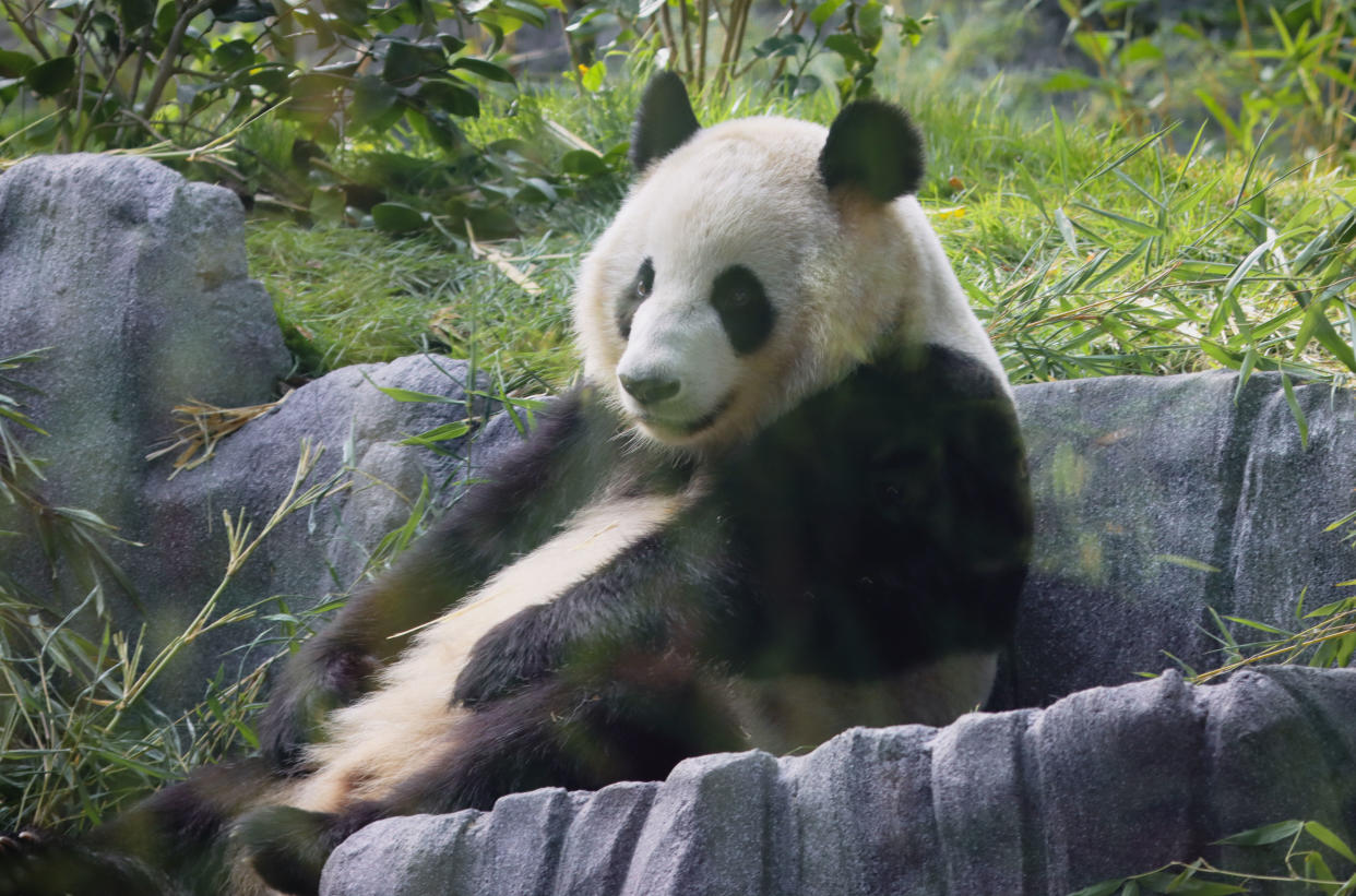 Xin Bao in the expanded Panda Ridge habitat.