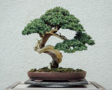 La parola "Bonsai" è un termine giapponese che, tradotto letteralmente, significa "piantato in un vaso". Bonsai è l'arte di creare miniature di alberi, coltivandoli per anni in un piccolo vaso. (Getty Creative)