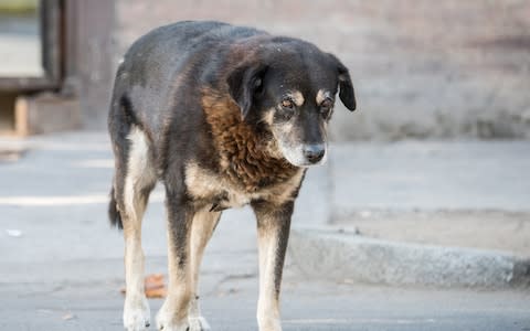 Stray, street dog, Valparaiso - Credit: iStock