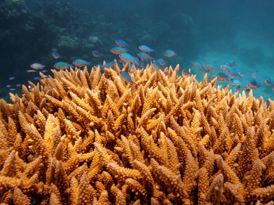 Great Barrier Reef.JPG