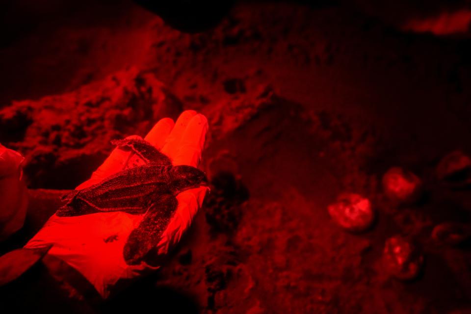 A member of The Leatherback Project for the conservation of leatherback turtles inspects a hatchling from a nest near Armila, Panama, Saturday, May 20, 2023. Sea turtles in Panama now have the legal right to live in an environment free of pollution and other detrimental impacts caused by humans, a change that represents a different way of thinking about how to protect wildlife. (AP Photo/Arnulfo Franco)