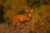 A Nyala at the Pafuri game reserve in Kruger National Park, South Africa.