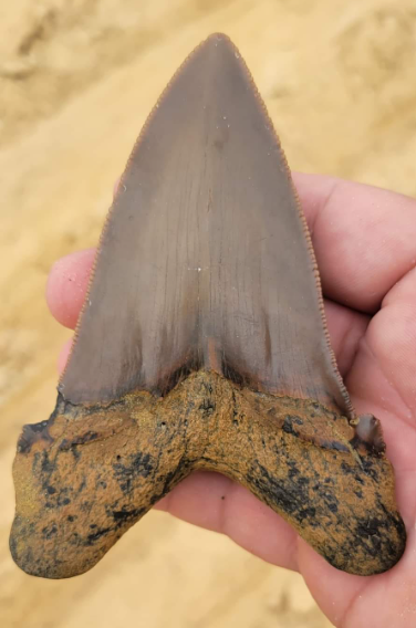 Riley Gracely, 8, of Pennslyvania discovered a prehistoric shark tooth on a family vacation to South Carolina this month.