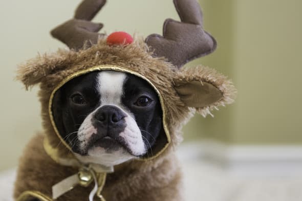 boston terrier in reindeer...