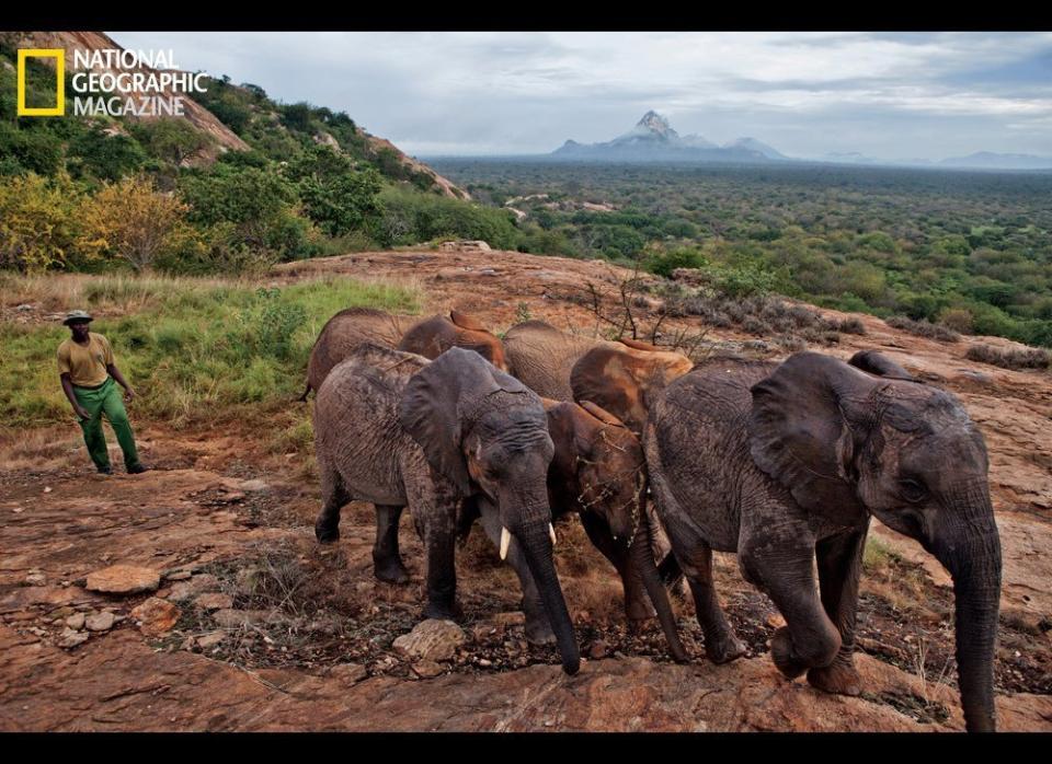 The introduction of orphan elephants to Tsavo National Park is bringing wild herds back to a region devastated by poaching decades ago. Ithumba mountain is near the park's northern border.